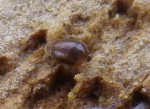 Réf. 269 581 : Sericoderus sp.